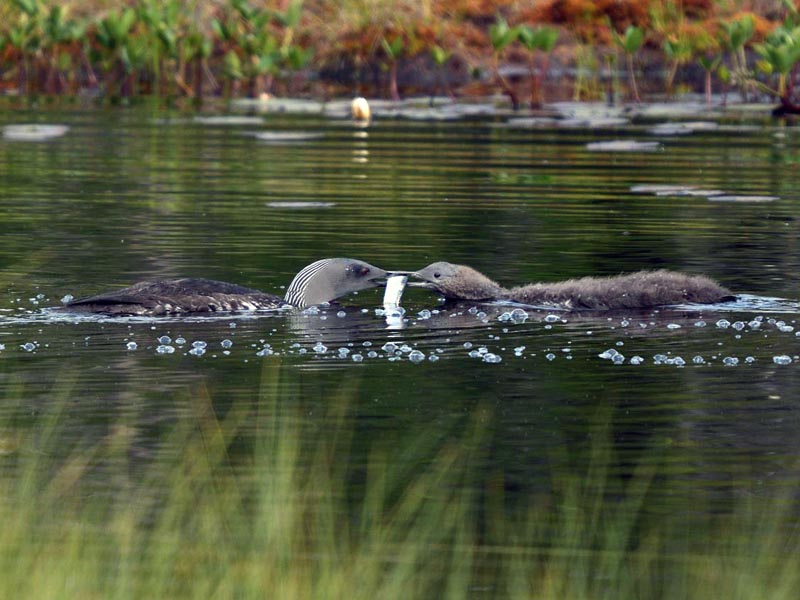 Matningsdags. Foto: Leif Strandberg
